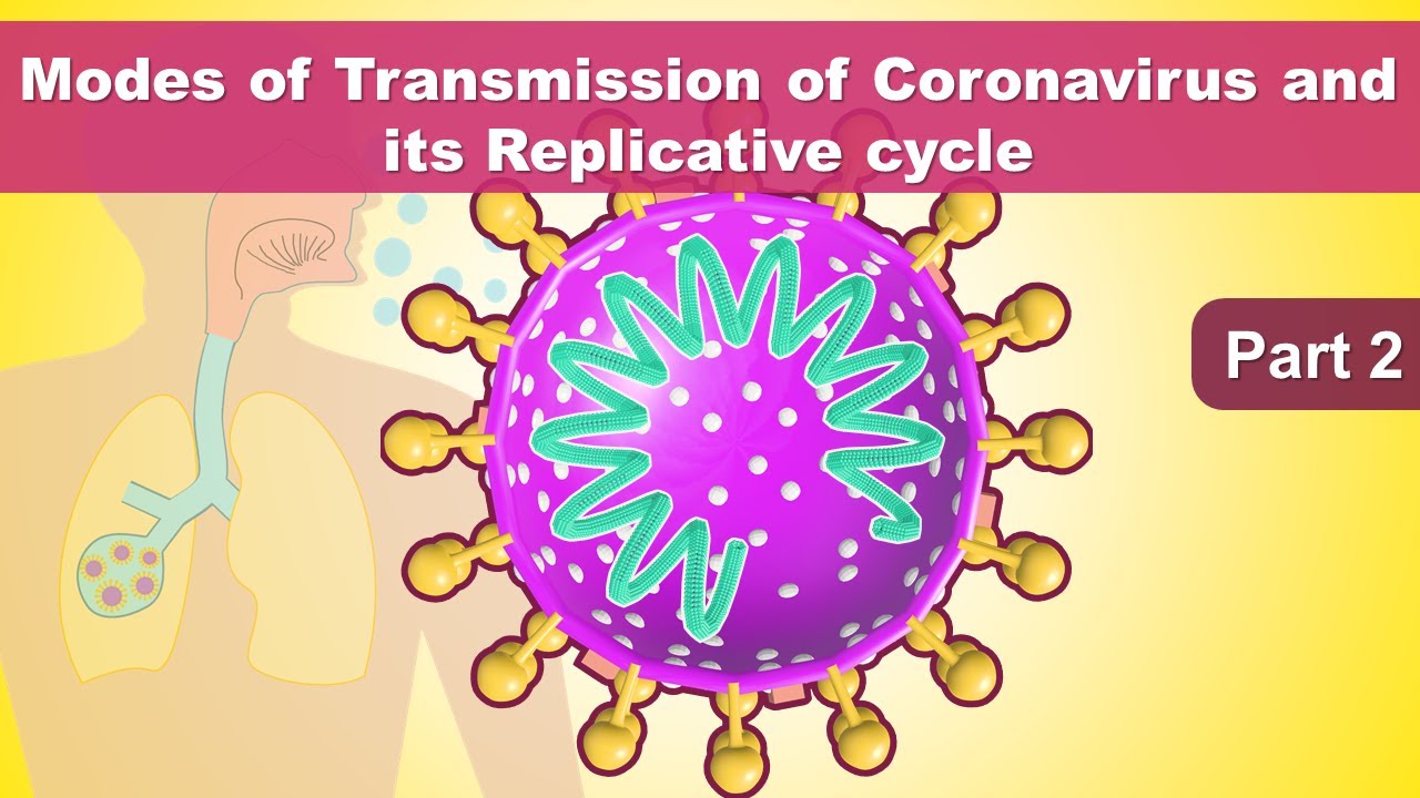 How COVID-19 spreads - Modes of Transmission & Replication cycle - Coronavirus part 2 - Animated