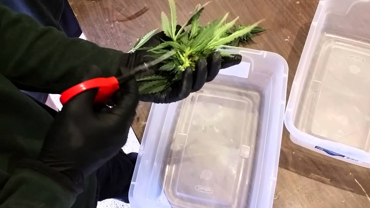 Cutting Away Bud Rot on your Cannabis while Harvesting