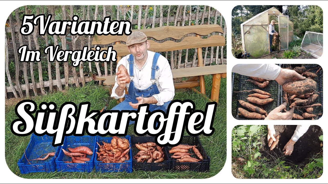 Süßkartoffel anbauen, 5 Varianten im Vergleich, die Ernte