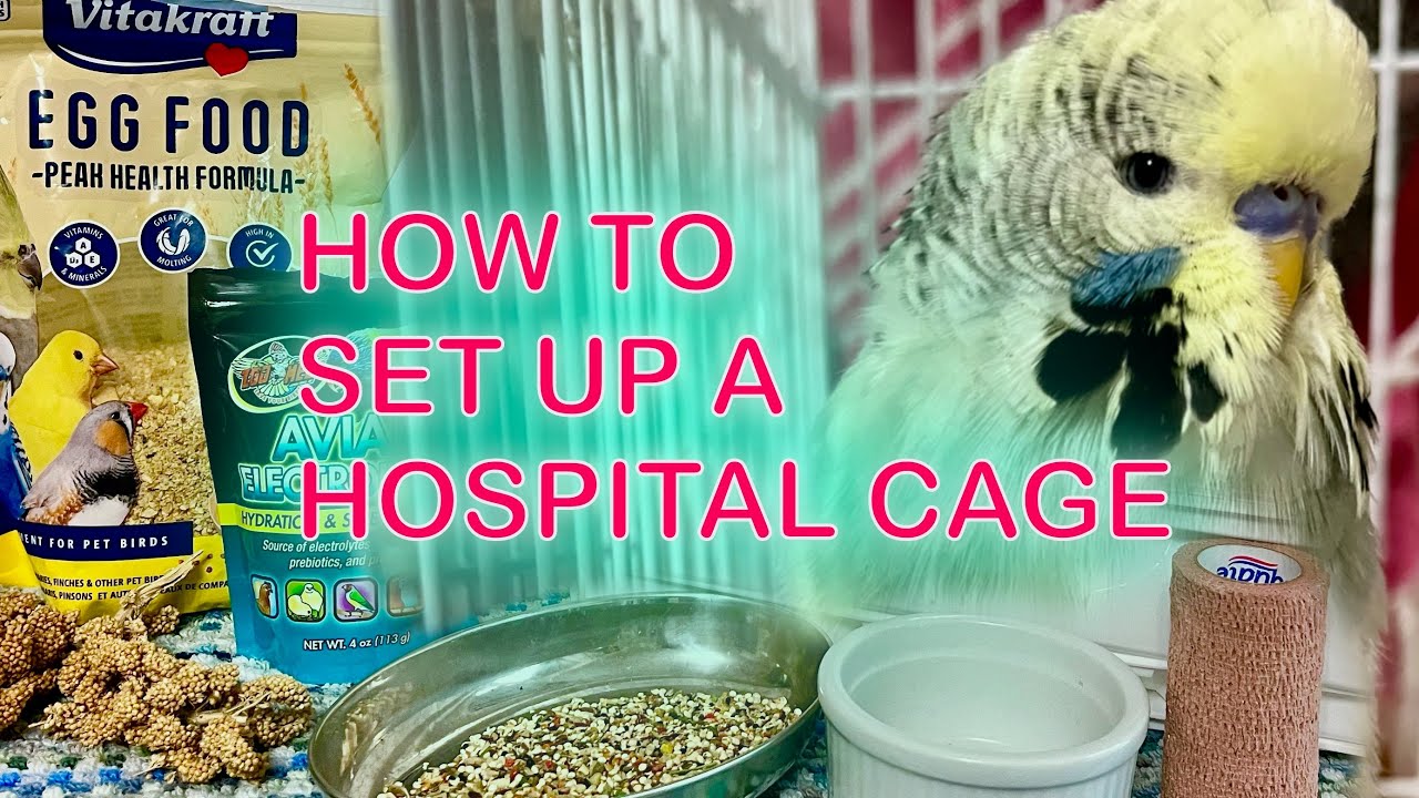 How to Set Up a Hospital Cage: Sick & Injured Birds