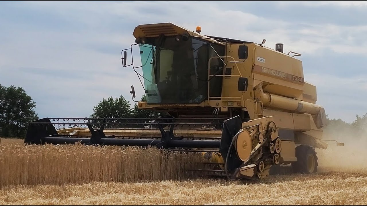 Żniwa 2022 ✔ Pszenica pod kosę ✔ New Holland TX 34 ✔ MF 675