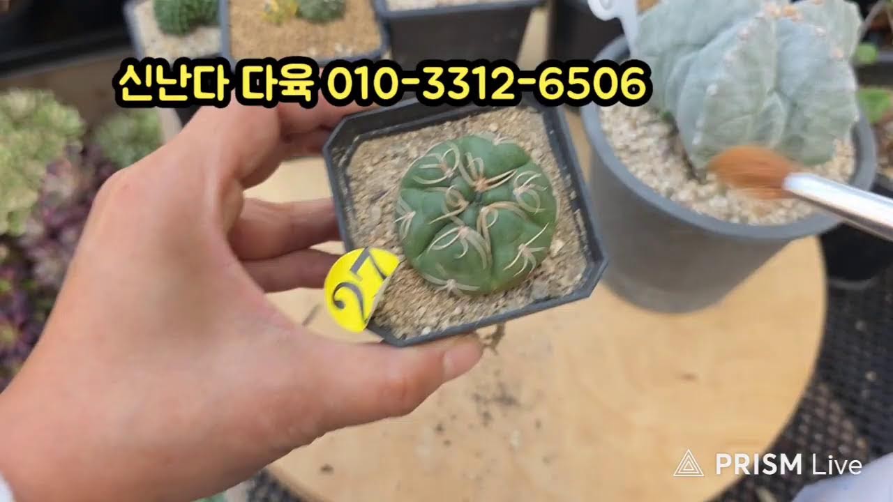 신난다다육 라이브 방송