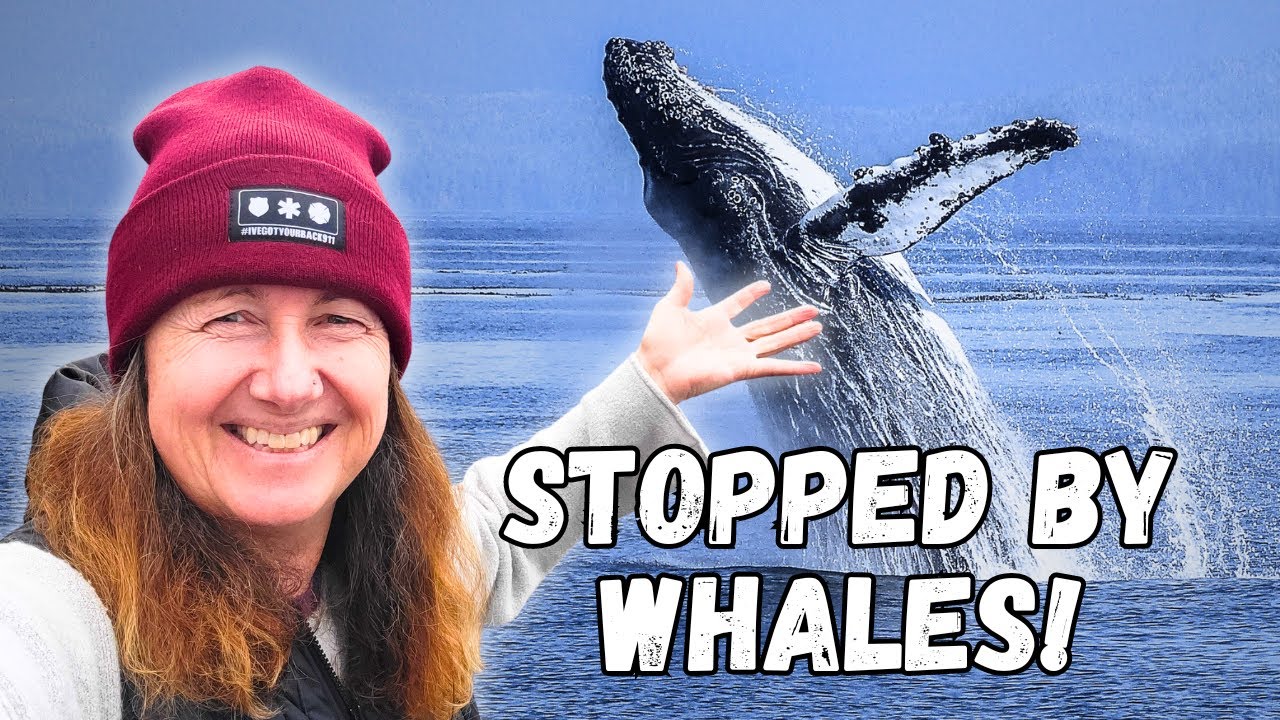 We STOPPED for Humpback Whales While Cruising to Tofino!