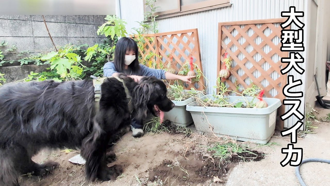 猫と犬と私の借家生活！猛暑のスイカ！