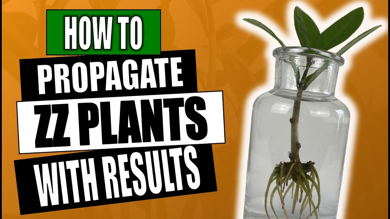 Размножение растения ZZ — Zamioculcas Zamifolia — Уход за комнатными растениями