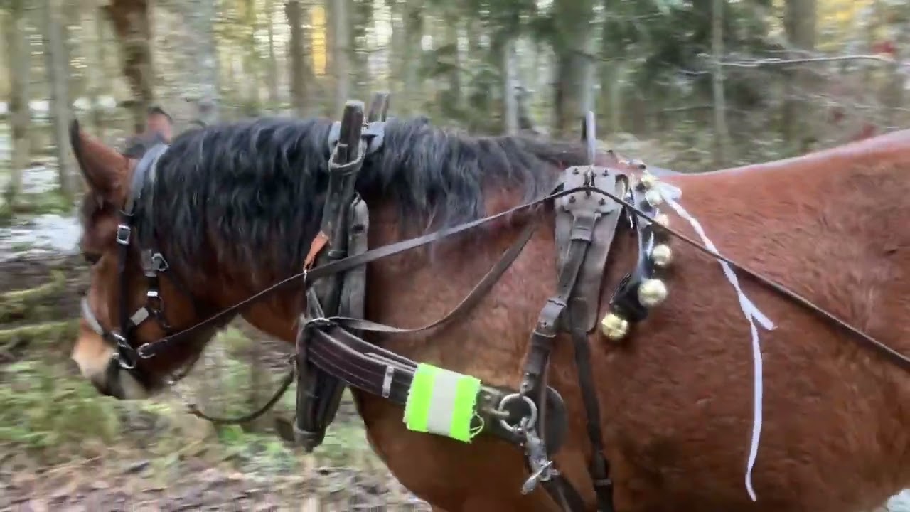 Rune's Morning Stroll in the Woods 2