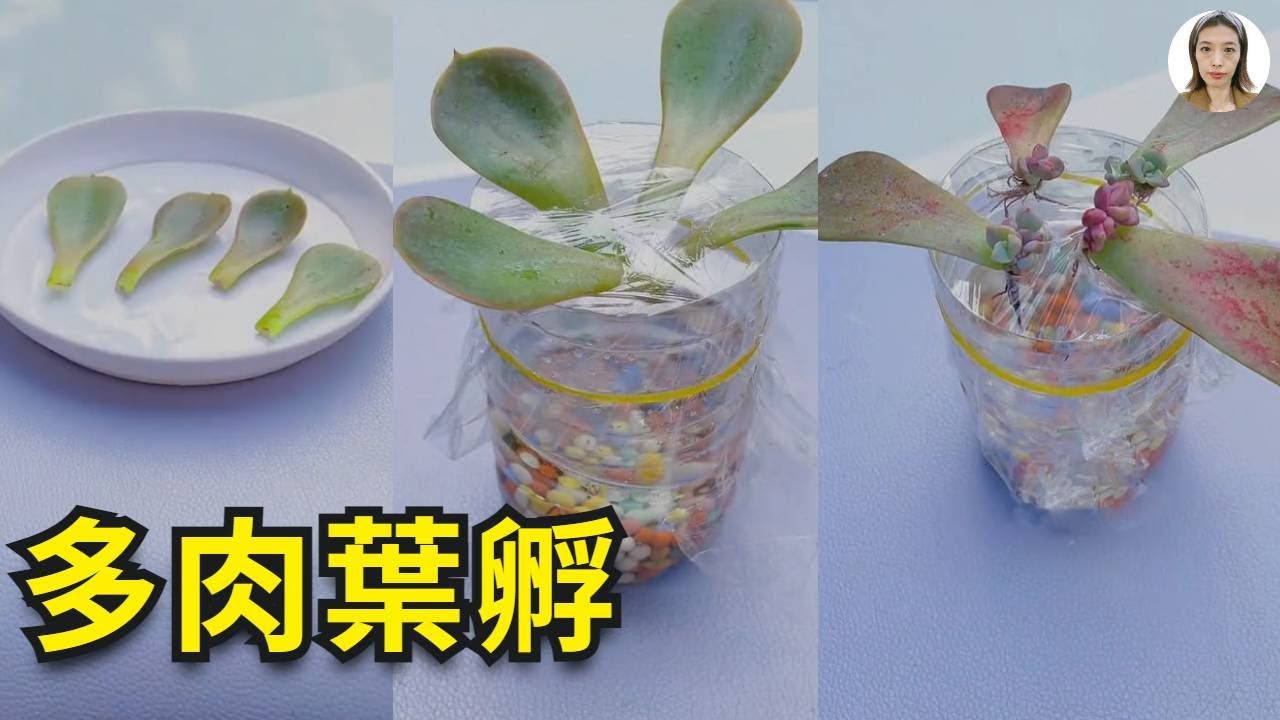多肉植物繁殖|多肉叶孵的9种方法，都试过你还不成功名副其实黑手指，最后一种最简单也最意外|花花世界