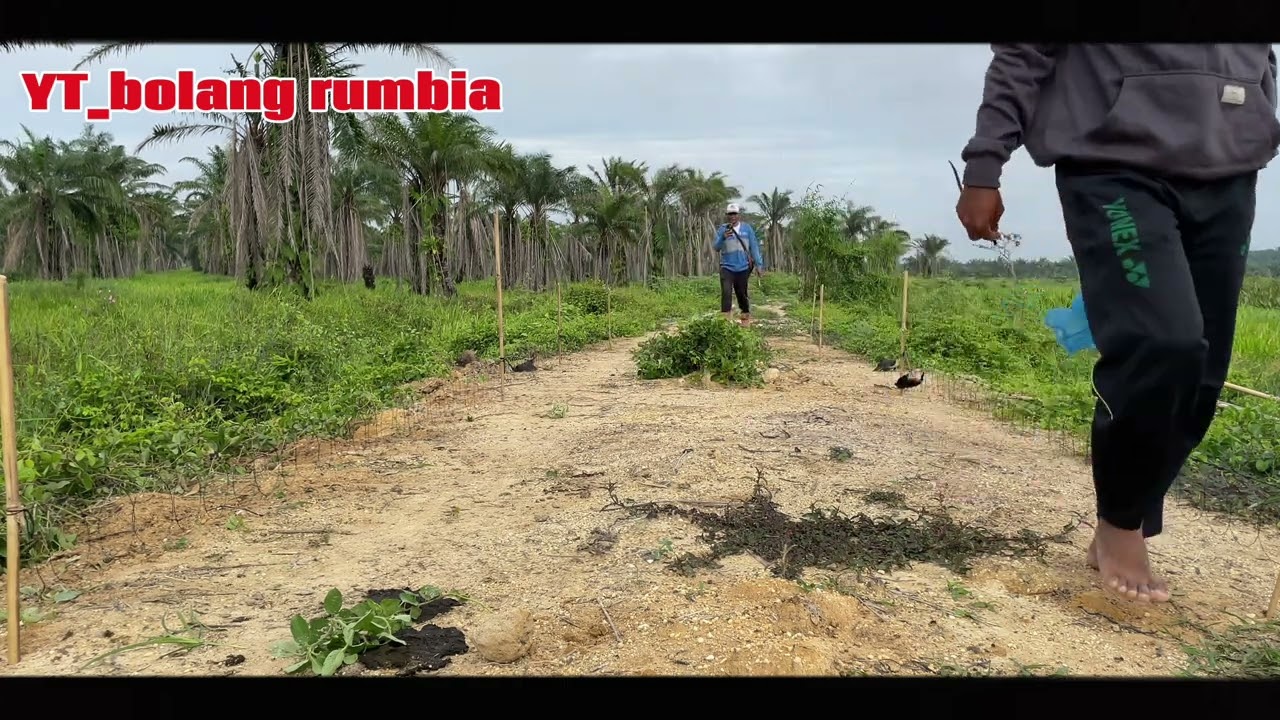 berburu ruak ruak di bangko di pt tunggal mitra sungguh di luar dugaan…..!