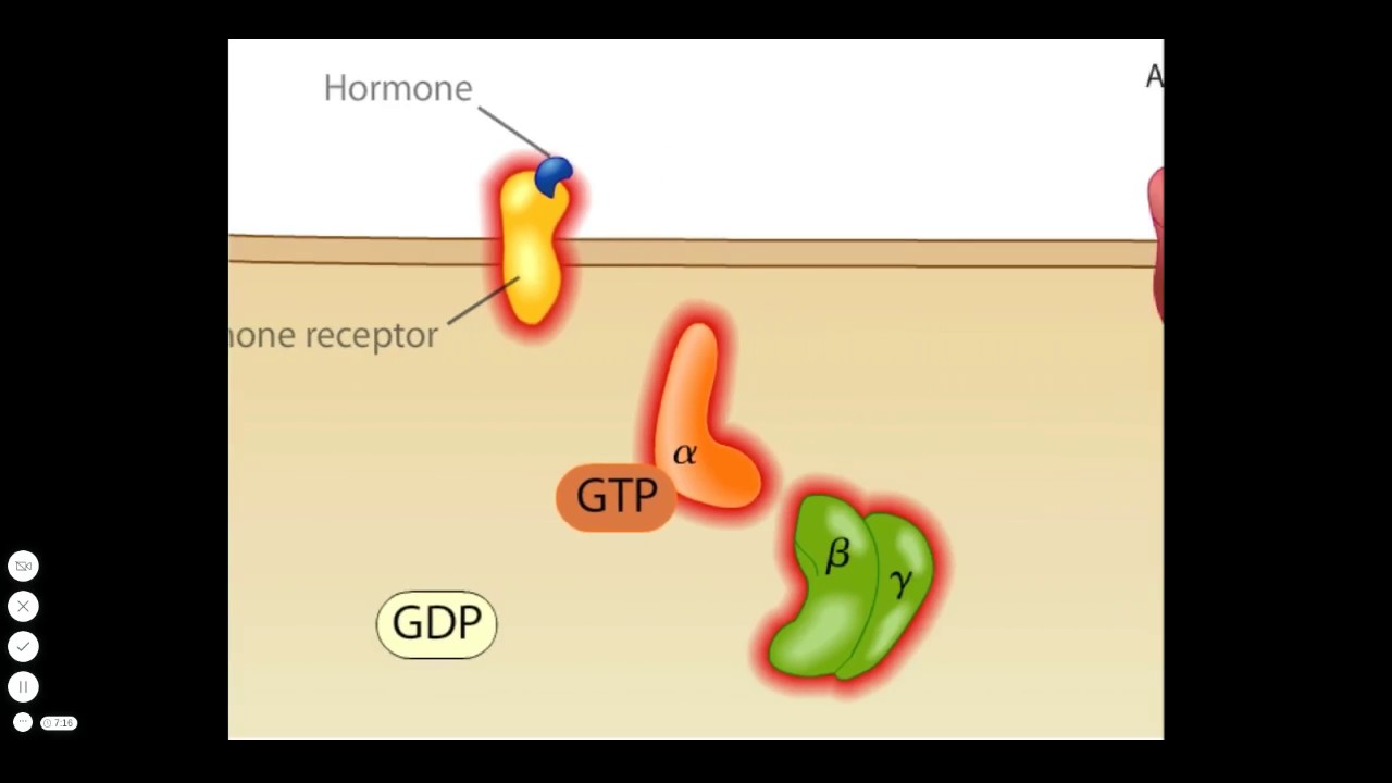 Cholera Toxin Mode of Action