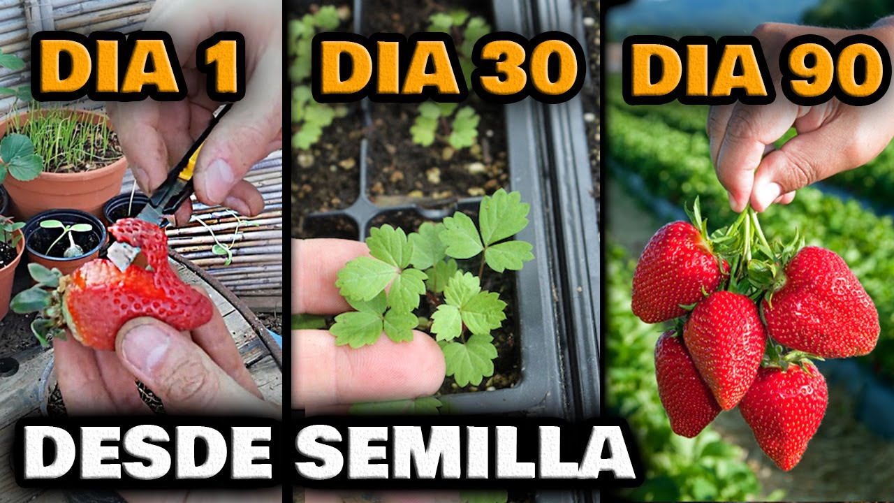 PLANTAS de FRESA GRATIS | Germinar FRESAS RÁPIDO en CASA desde Semilla | Sembrar Frutillas en Maceta