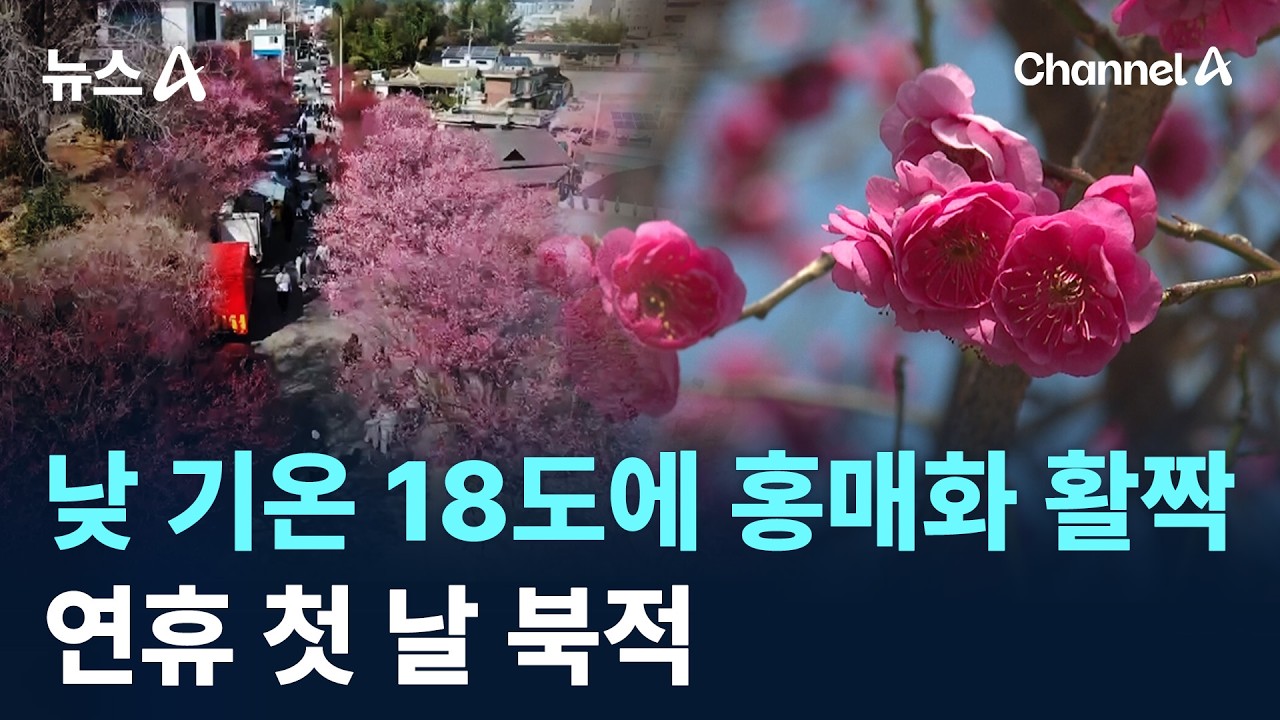 낮 기온 18도에 홍매화 활짝…연휴 첫 날 북적 / 채널A / 뉴스A