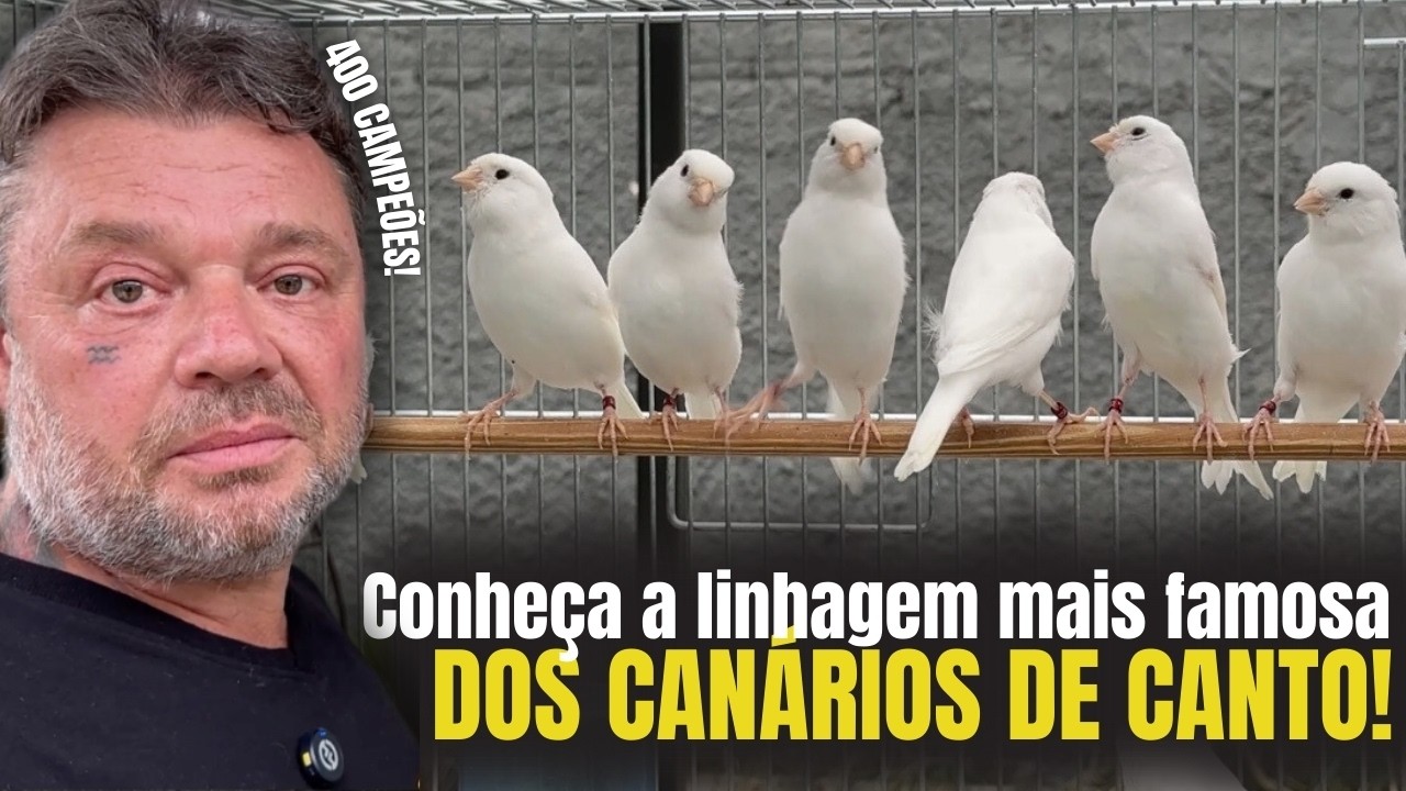 3 MIL CANÁRIOS, 3 JUÍZES E UM CAMPEÃO: COMO ELES ESCOLHEM? 👀🏅