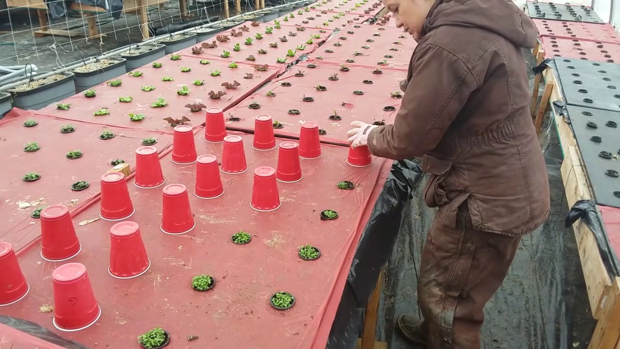Cold weather Kratky Hydroponics
