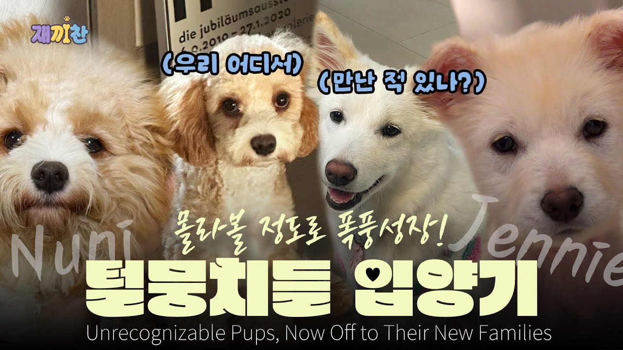 몰라볼 정도로 폭풍 성장한 털 뭉치들의 반가운 입양 소식 가족이 생겼어요! Welcome Adoption News For Dogs Who Grew Up Unrecognizable!
