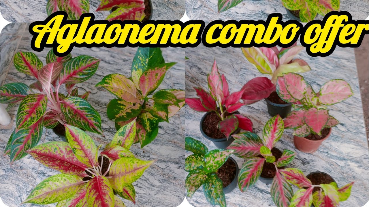 Aglaonema combo including cc 860/-,1000/- contact no 7558048200