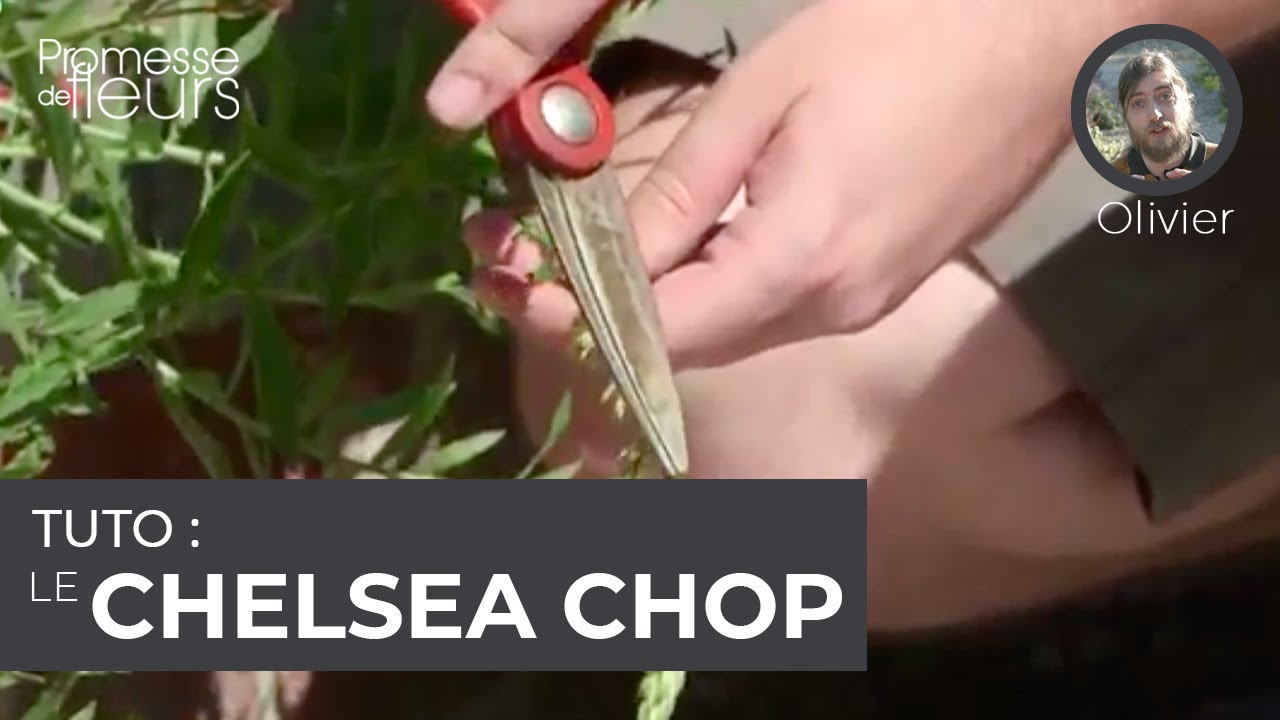 Tuto : le chelsea chop