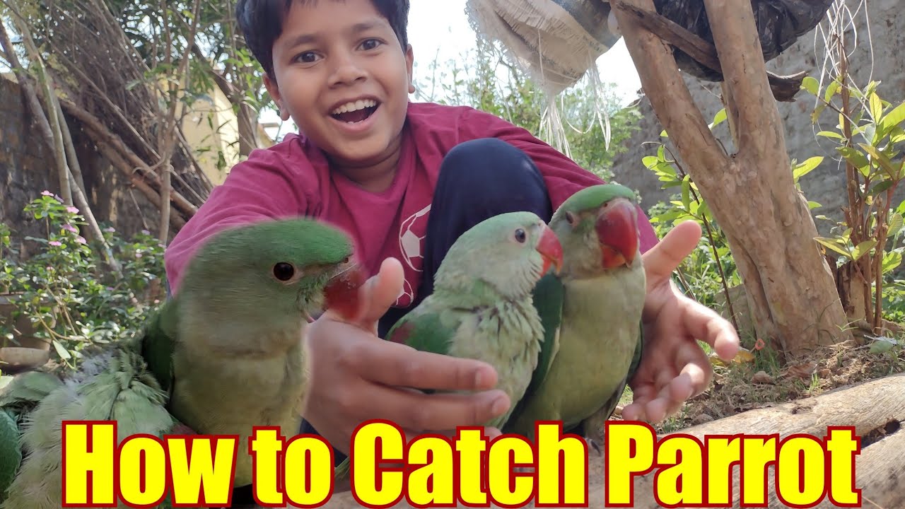 How to catch parrots || Tota pakadne Ka Tarika || Parrot Rescue and Releasing ||