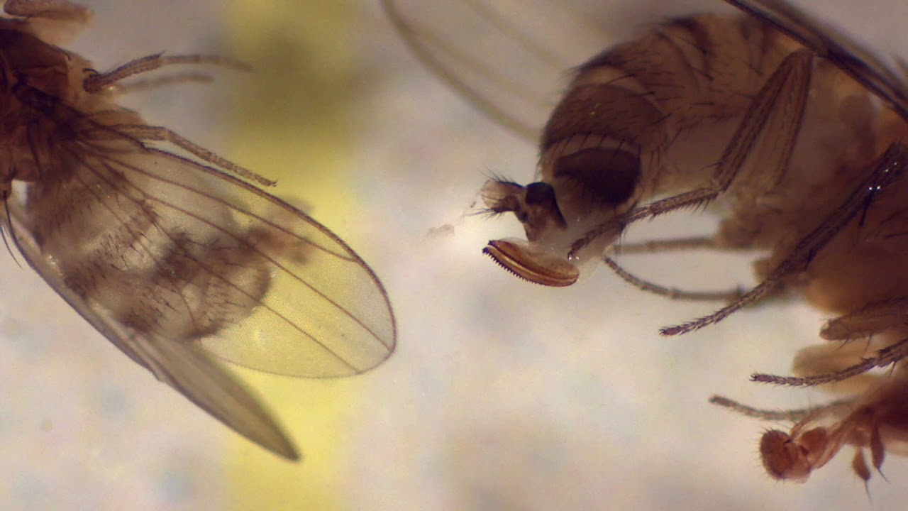 How to sort and identify Spotted Wing Drosophila using a stereoscope
