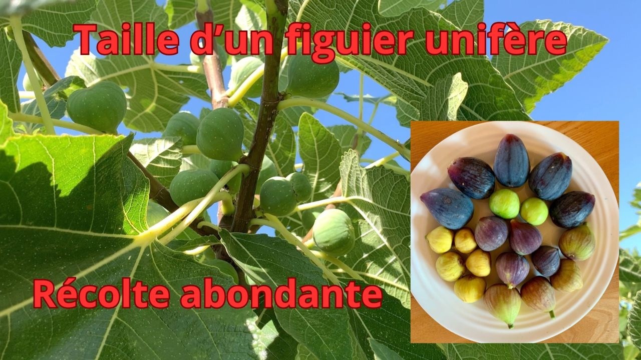Figuier La taille d'un unifère