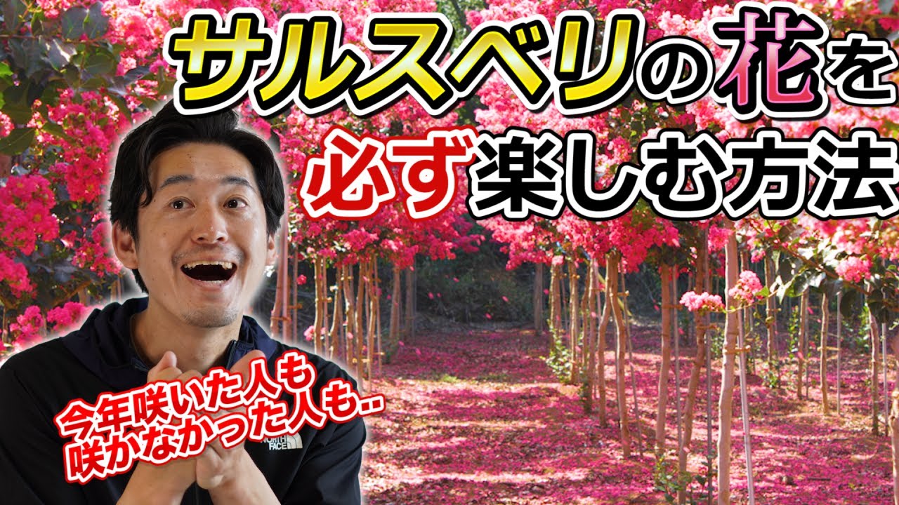 【咲かない・少ない・減った】サルスベリの花のを楽しむには冬の剪定が肝