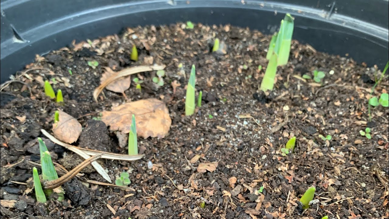 Posadziłam cebulki kwiatów w grudniu, czy coś z nich będzie? Film z 28.12.2025 