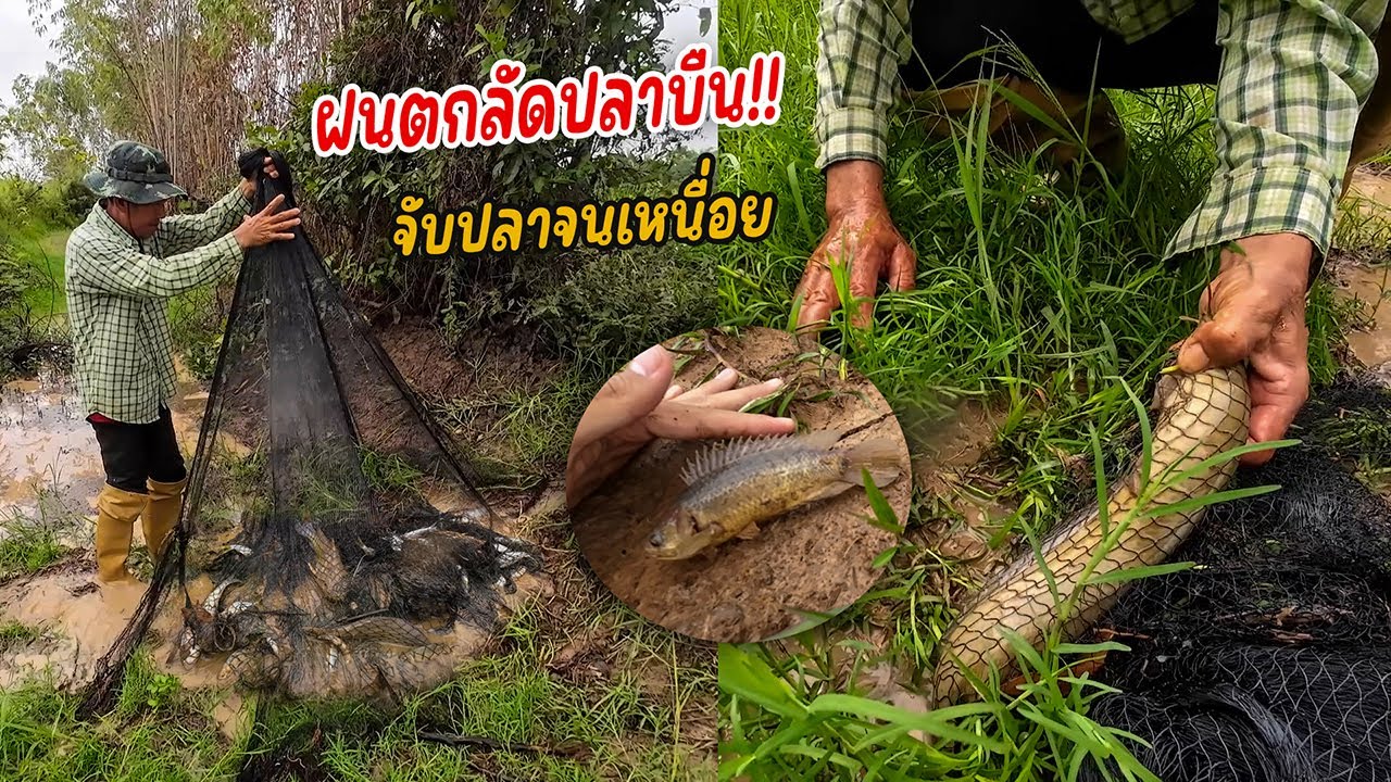ปลามากับฝน!! ลัดปลาบืนเต็มพื้นเลย!!? ทั้งจับทั้งว่านแห ม่วนขนาดพี่น้องมาจับปลาบืนนำกันเด้อ!!