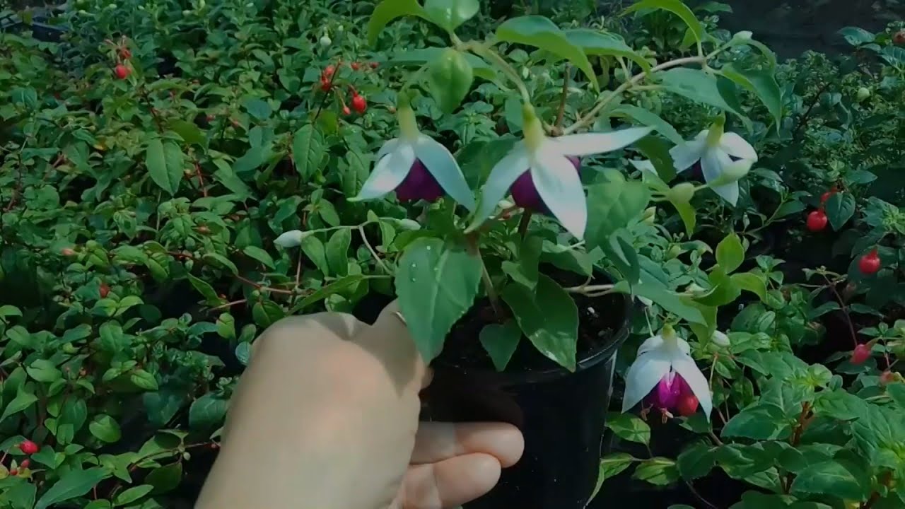 Фуксия выгонка к любому сроку, пышное цветение, секреты успеха.