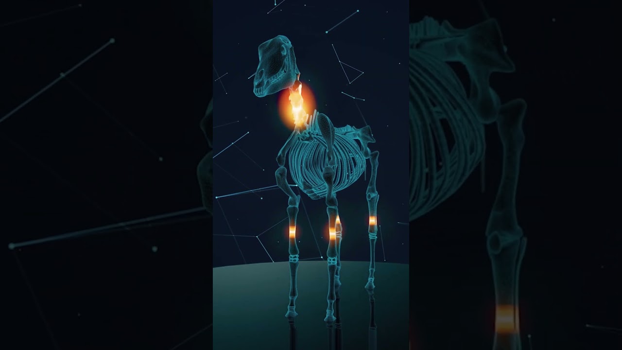 Why Do They Shoot Horses With Broken Legs? #shorts