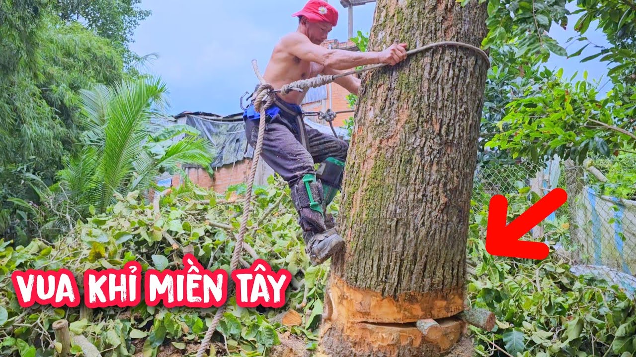 Cưa cây Gáo gần ngã ,bất ngờ Vua Khỉ lại leo ngược lên lại để làm gì ???