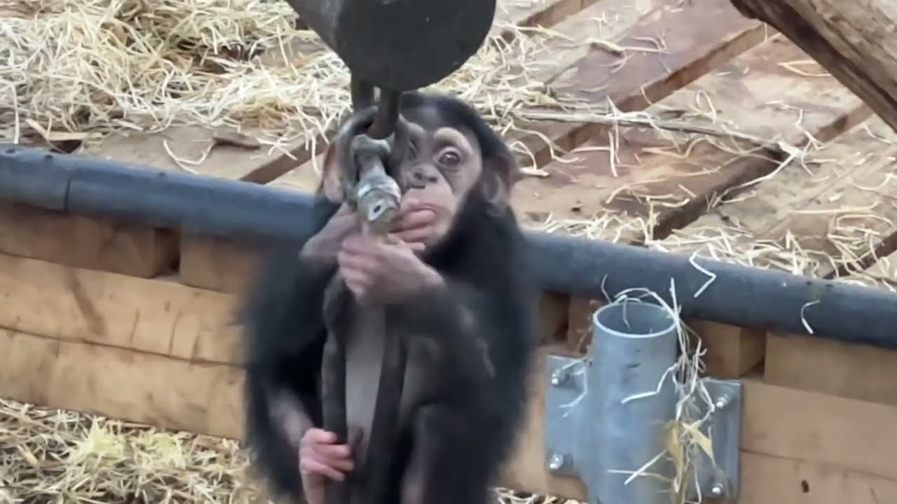 Baby Chimps with their Mother - So Sweet - PART 17   ❤️ 🥰