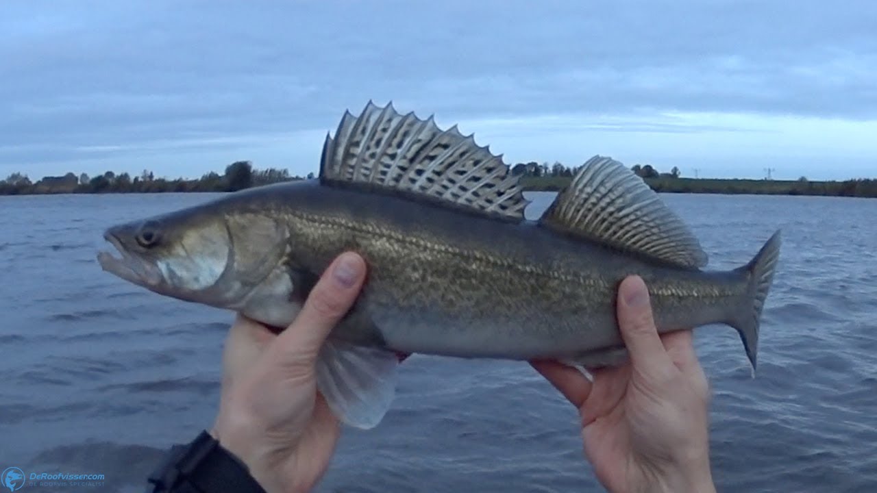 Rapala Shadow Rap Jack Deep