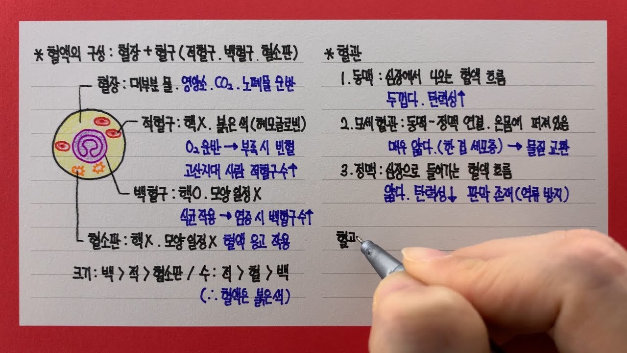 혈액과 혈관