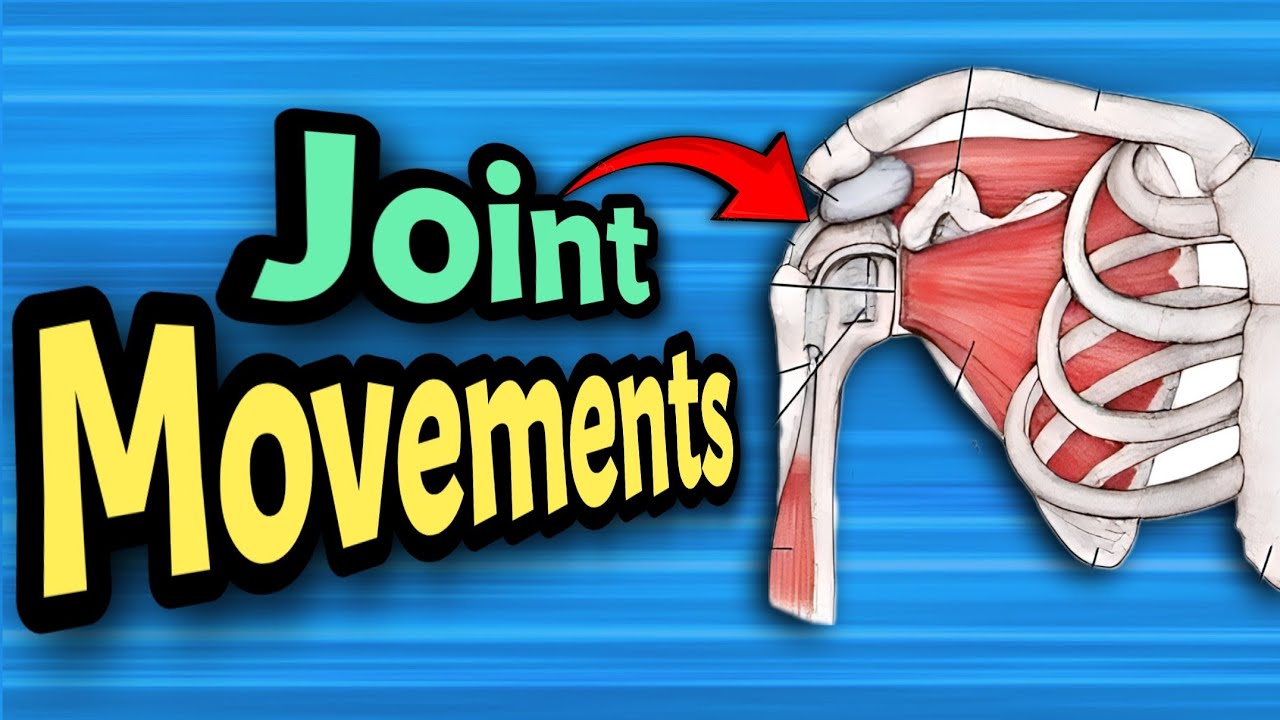 SHOULDER joint : Movements, bones and muscles | Anatomy