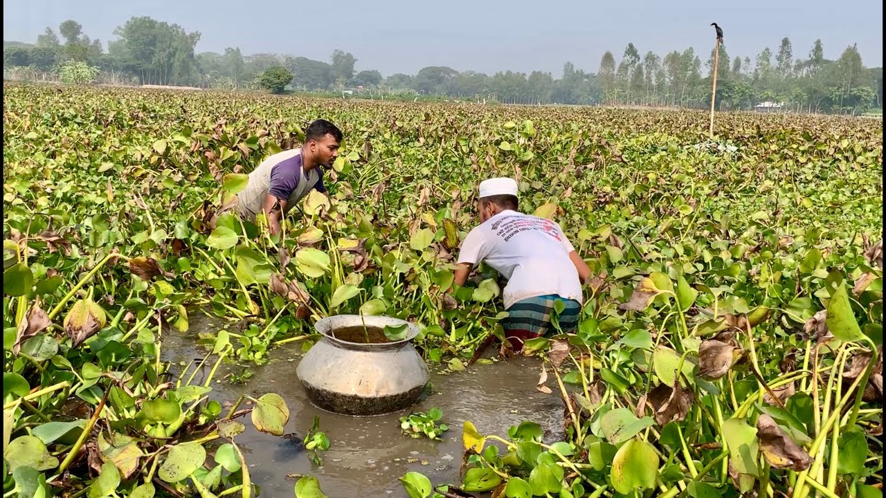 আজ সকালে ছোট ভাই কে নিয়ে চাতলায় সরাসরি মাছ ধরলাম।