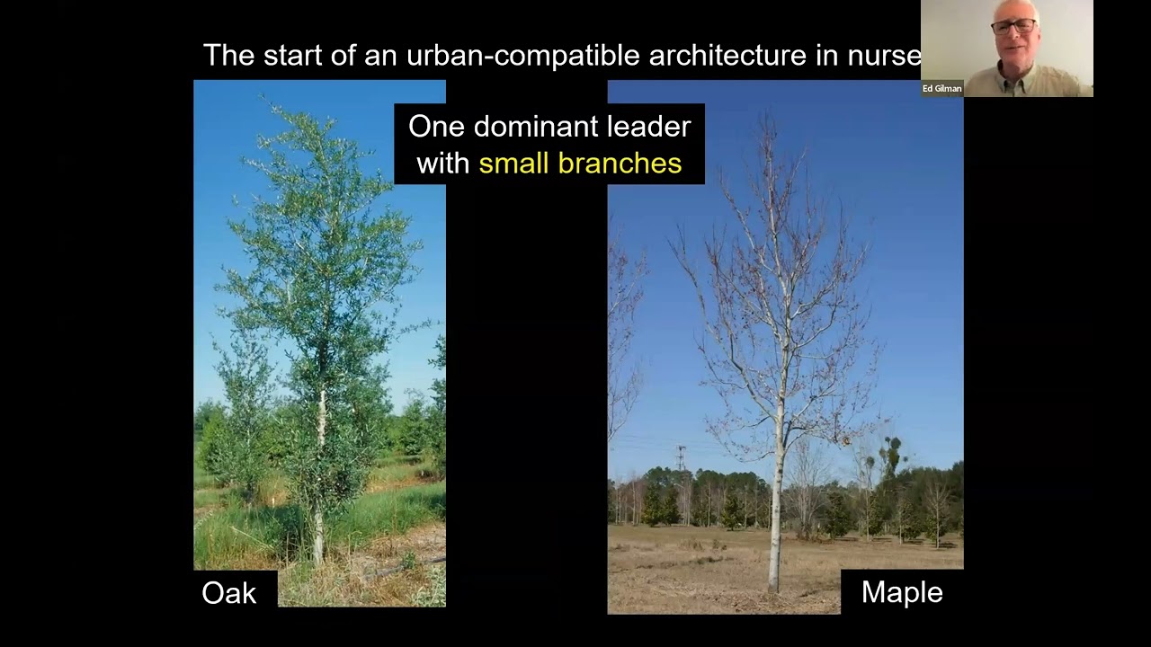 Florida's Prescription Pruning Overview with Ed Gilman