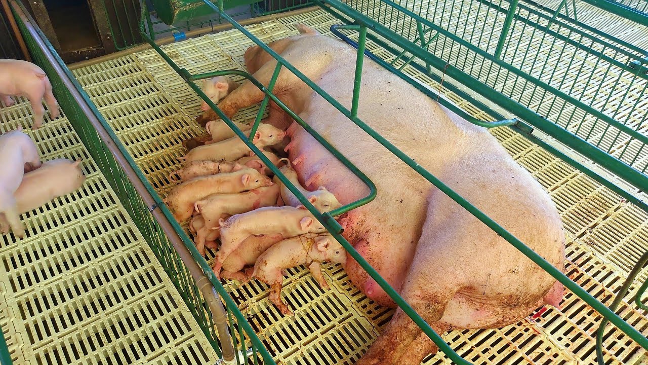 O Que Fazer na Hora do Parto de Uma Porca Matriz🐷🐖