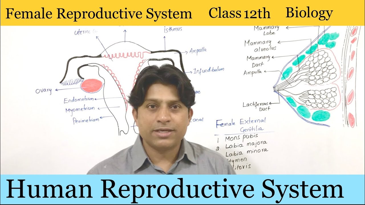Female  Reproductive System-Human Reproduction | Class 12 Biology