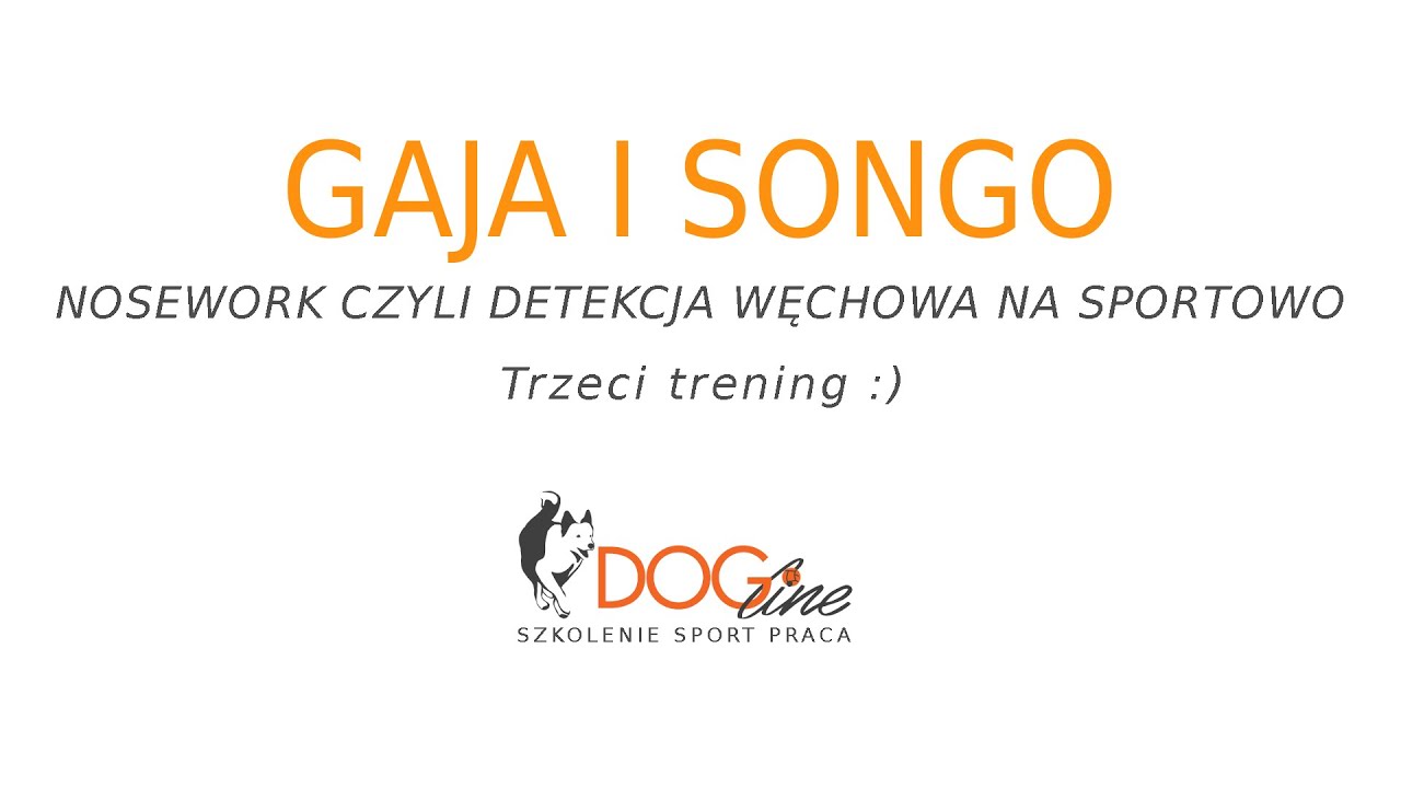 Gaja i Songo - nosework, czyli detekcja węchowa na sportowo - trzeci trening :)