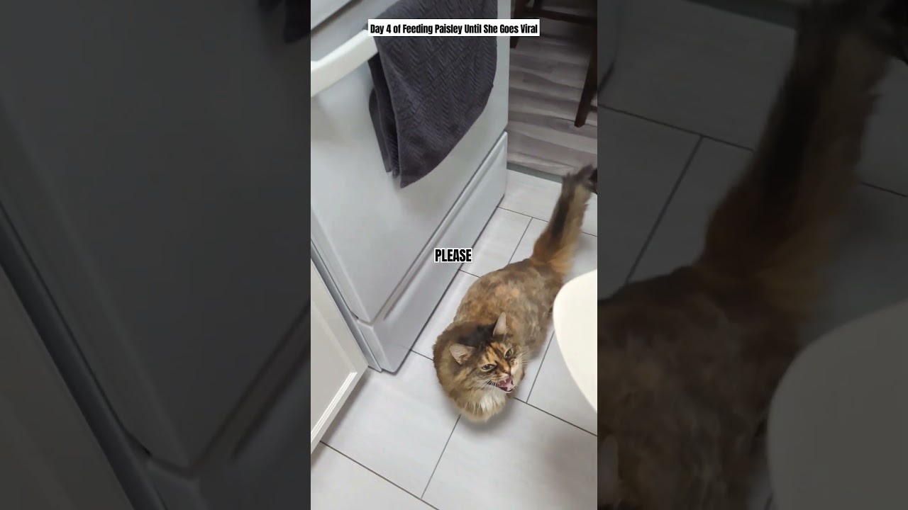Day 4 Of Feeding Paisley Until She Goes Viral. Subscribe for more! #cat #catvideos #shorts