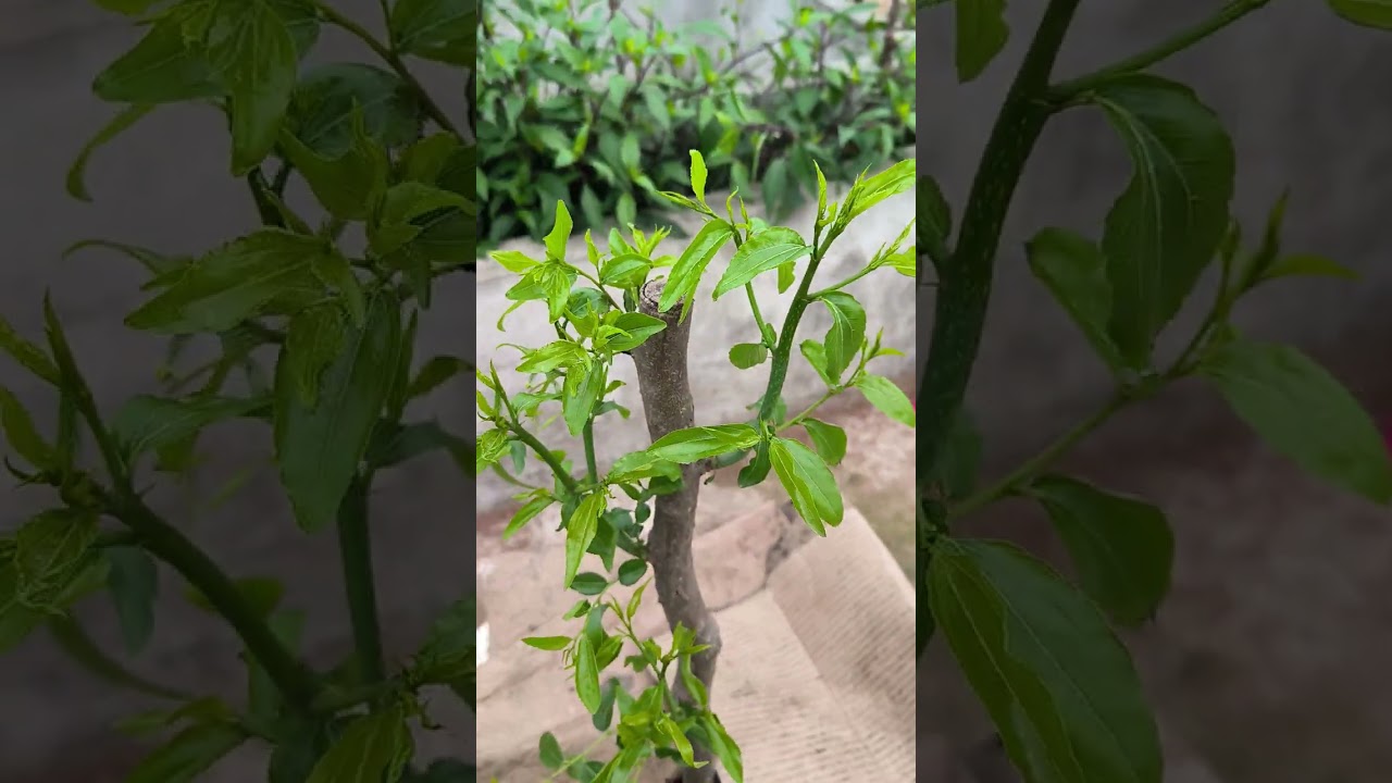 Cách nhận biết táo tàu rễ trần trồng đã ra rễ hay chưa?