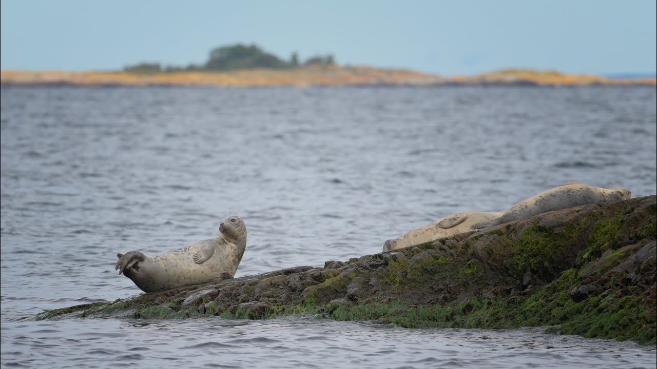 Seal colony at Landsort, Stockholms Archipelago.