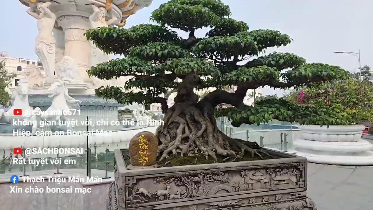 Phát trực tiếp của Bonsai Mạc Nam Định