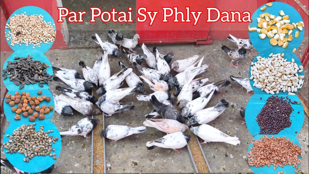 Par Potai Sy Phly Kabootar Ka Dana | Hashim Mahmood Pigeons