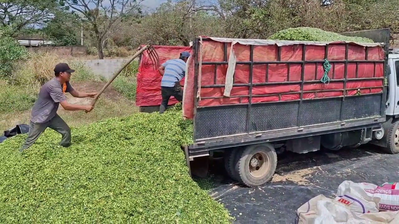 Asi se descarga un camión lleno de forraje 