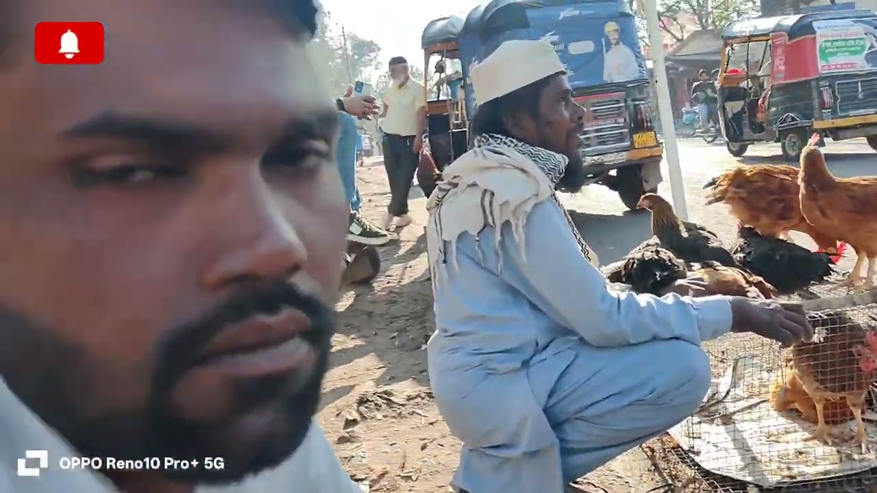 Jahangirabad #murga bazar Bhopal#kadaknath#desi #DP har nasl ke #murga #murgi aate Hain yahan#pigeon