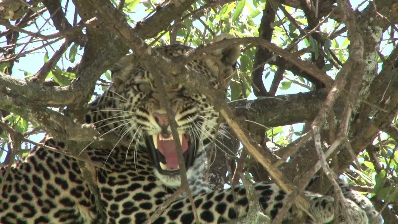 When African Leopard Hunts 