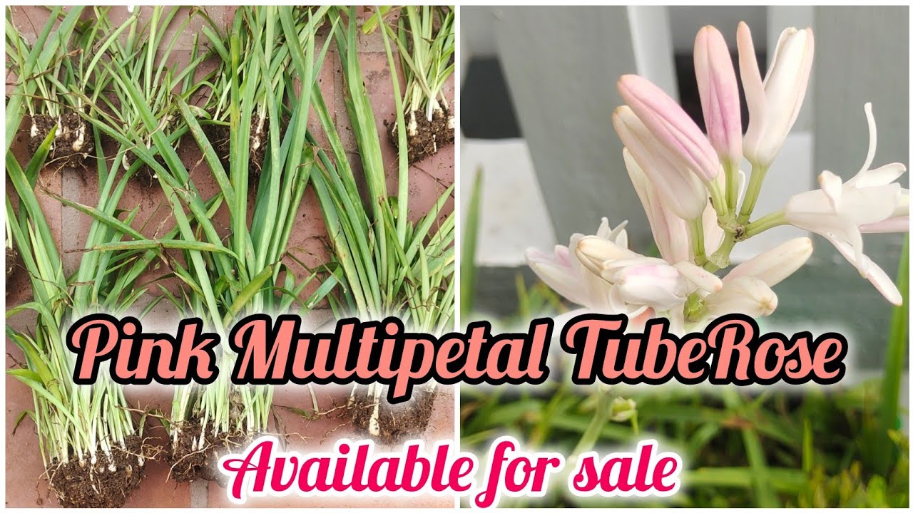 Pink Multipetal TubeRose available for sale 