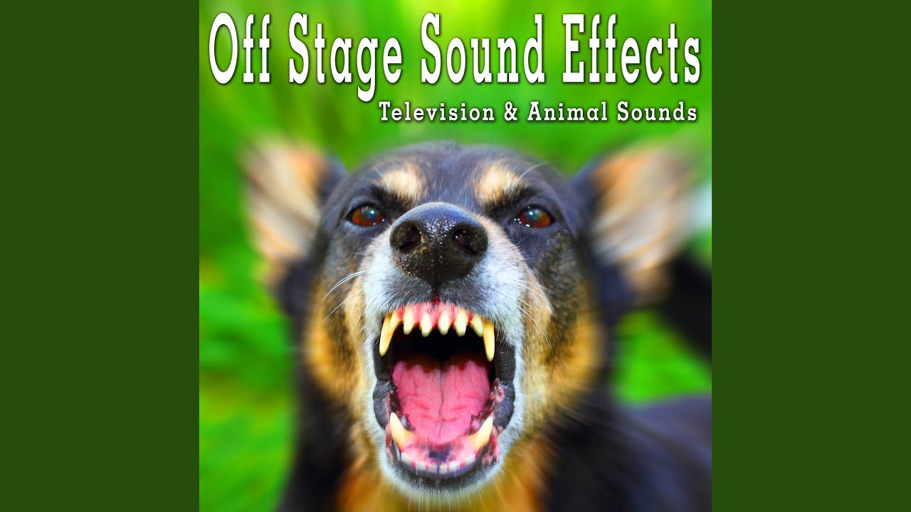 Dog Barking at Night with Crickets, From Distance
