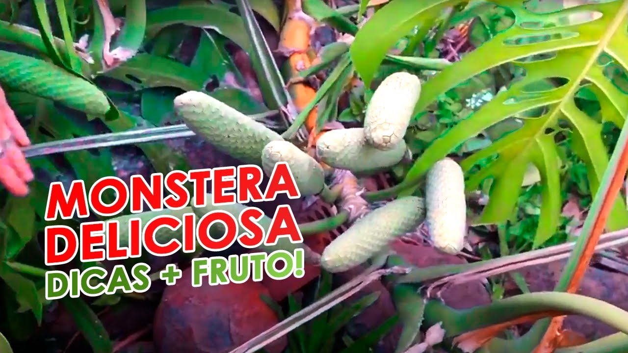 COSTELA DE ADÃO + FRUTO eu nunca tinha visto uma assim