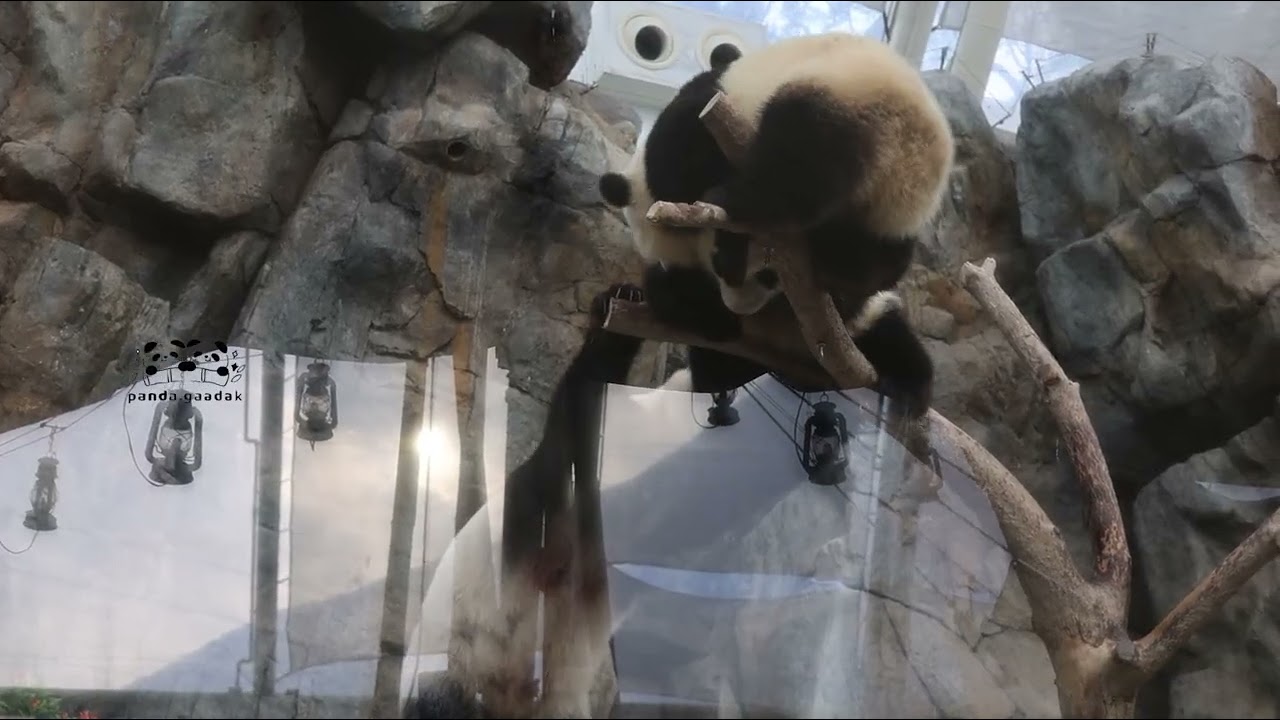 《小樹爭霸戰2》 ￼加加大戰得得🤣 盈媽加入負責勸交 #加加得得 #panda #海洋公園熊貓 #cutepanda #大熊貓家姐細佬 ￼